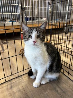 LOLA, young, available for adoption