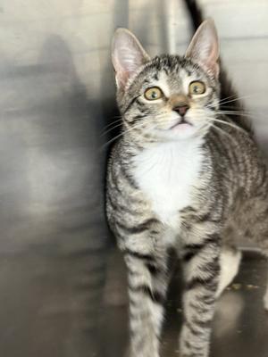 A gray tabby cat with white fur on its chest and paws, standing and looking up with wide eyes.