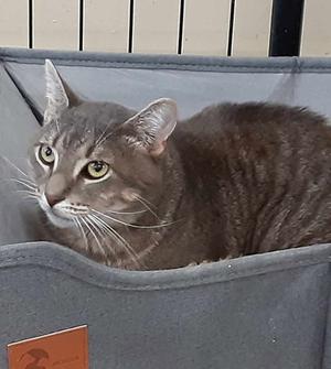 A gray tabby cat sitting in a gray fabric carrier, looking to the side.