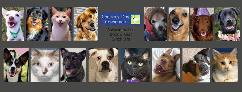 Columbus Dog Connection