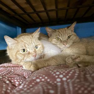Cleo and Clementine, young, available for adoption