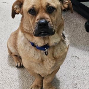 Bagel Bites "BB", Pug / Dachshund, adult, available for adoption