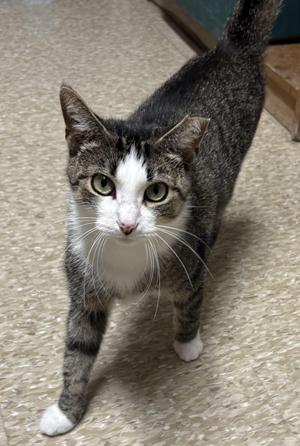 Fanta, young, available for adoption