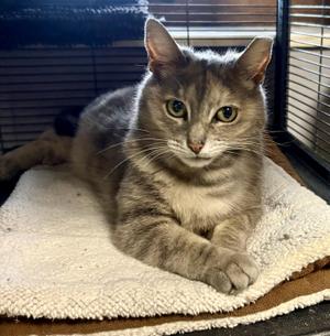 Jasmine Crockett, adult, available for adoption