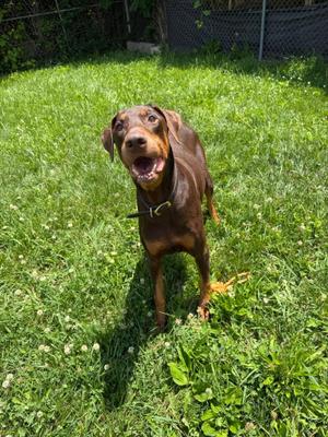 A brown dog with a black muzzle and floppy ears is standing on a grassy lawn, looking up with its mouth open. The dog is wearing a collar and appears to be in a backyard with a fence in the background.
