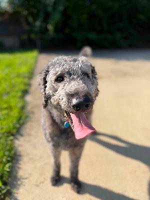 Maximus, Labradoodle, adult, available for adoption