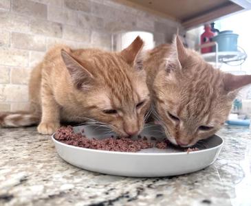 Two orange tabby cats eating from a bowl on a kitchen counter