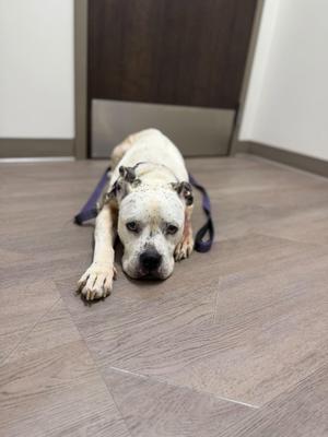 A white dog with a black nose and ears lying on a wooden floor, wearing a purple harness.