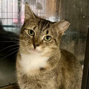 Evergreen, young, available for adoption