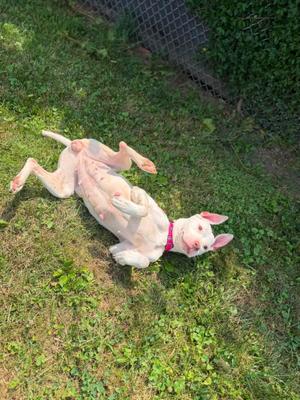 Bianca, Pit Bull Terrier / Bull Terrier, adult, available for adoption