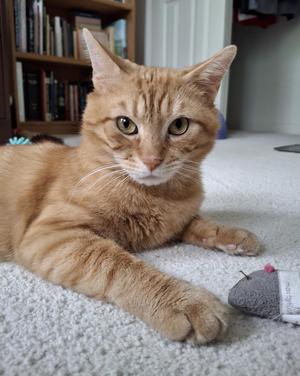 Clifford, adult, available for adoption