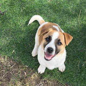 A young dog with white and brown fur, a white chest, and a white stripe down its forehead, sits on a grassy lawn.