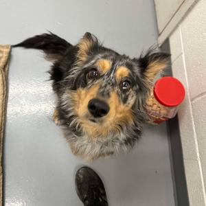 Ila, Shepherd, Australian, adult, available for adoption
