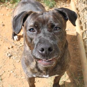 Lana, Mixed Breed (Medium), adult, available for adoption