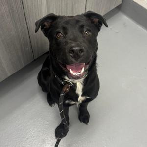 Kila, Retriever, Labrador, adult, available for adoption