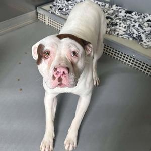 Lewis, Terrier, Pit Bull, adult, available for adoption