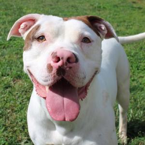 Lewis, Terrier, Pit Bull, adult, available for adoption