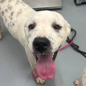 Flash, Mixed Breed (Medium), adult, available for adoption