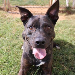 Rango, Shepherd, adult, available for adoption