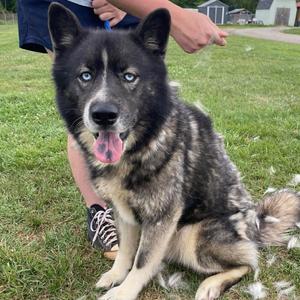 Jax, Husky, adult, available for adoption