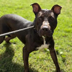 Charlotte, Terrier, Pit Bull, adult, available for adoption