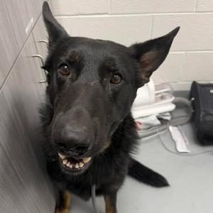 Walle, Shepherd, German, adult, available for adoption