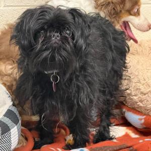 Pippin, Shih Tzu, senior, available for adoption