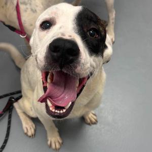 Roscoe, Mixed Breed (Medium), adult, available for adoption