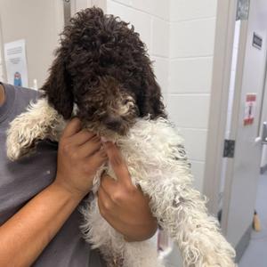 Lucciano, Poodle, Standard, puppy, available for adoption