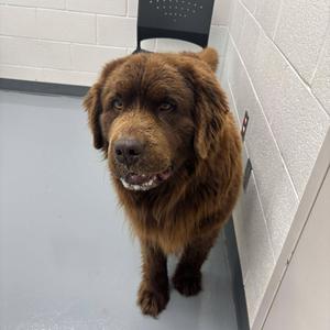 Bentley, Newfoundland, adult, available for adoption