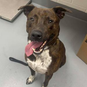 Romeo, Terrier, Pit Bull, adult, available for adoption