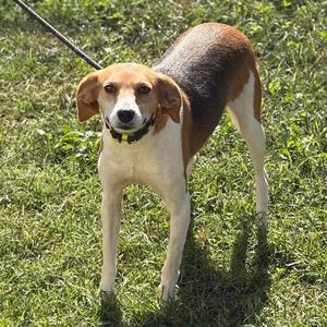 Clara, Hound, adult, available for adoption
