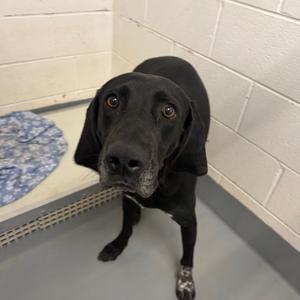 Bandit, Hound, adult, available for adoption