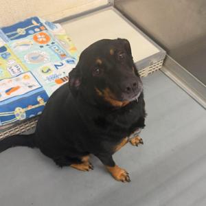 Bridgette, Mixed Breed (Medium), adult, available for adoption