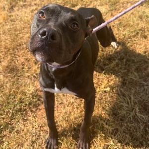 Biscuit, Mixed Breed (Medium), adult, available for adoption
