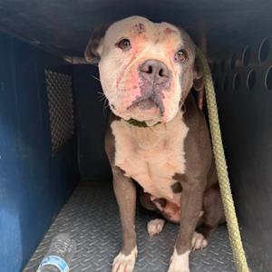 Kaiya, Terrier, Pit Bull, adult, available for adoption