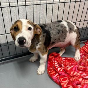 Silver, Catahoula Leopard Dog, puppy, available for adoption