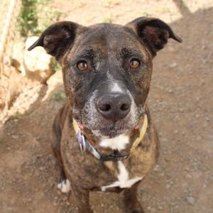 A brown and black brindle dog with a white chest and a colorful collar, sitting on a dirt ground.