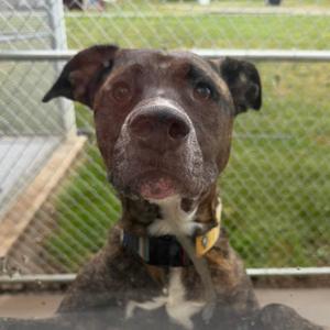 Brutus, Mountain Cur, senior, available for adoption