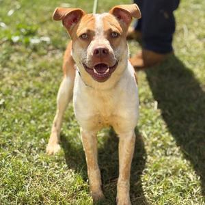 Samuel, Hound, adult, available for adoption
