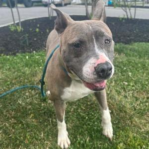 Lulu, Terrier, Pit Bull, senior, available for adoption