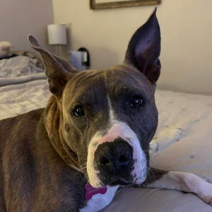 Lulu, Terrier, Pit Bull, senior, available for adoption