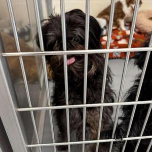 Leila, Shih Tzu, senior, available for adoption