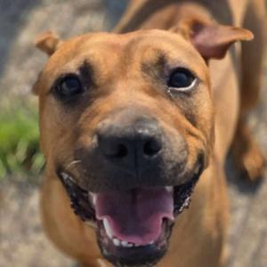 Zelley, Mixed Breed (Medium), adult, available for adoption