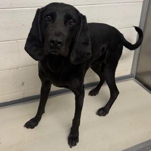 King, Hound, adult, available for adoption