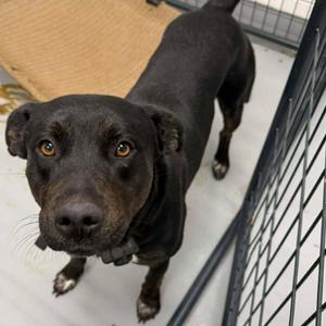Dusty, Retriever, Labrador, adult, available for adoption