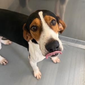 Ford, Hound, adult, available for adoption