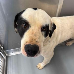 Panda, Hound, adult, available for adoption
