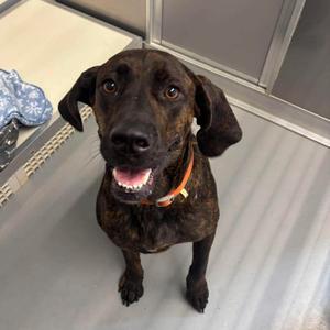 Merry, Hound, Plott, adult, available for adoption