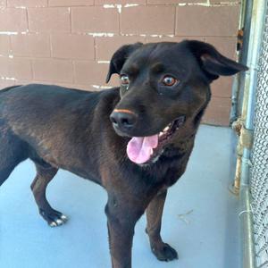 Zeus, Retriever, Black Labrador, adult, available for adoption
